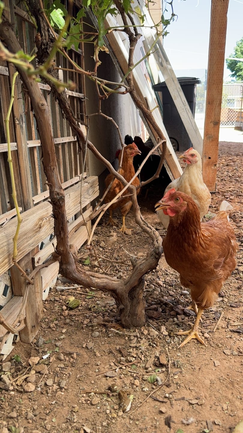 Jade F.'s hens in their coop