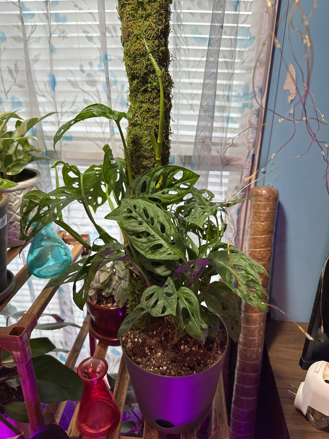Customer photo review of Monstera adansonii Wide Leaf