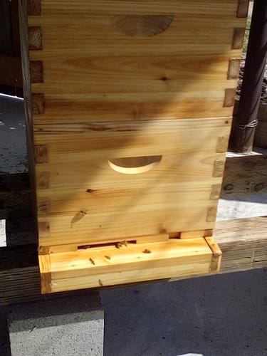 Customer photo review of BeeCastle 8-Frame Langstroth Beehive – 100% Beeswax Coated with Pine Wooden Frames and Waxed Foundations, Includes 2 Deep Brood Boxes and 2 Medium Supers