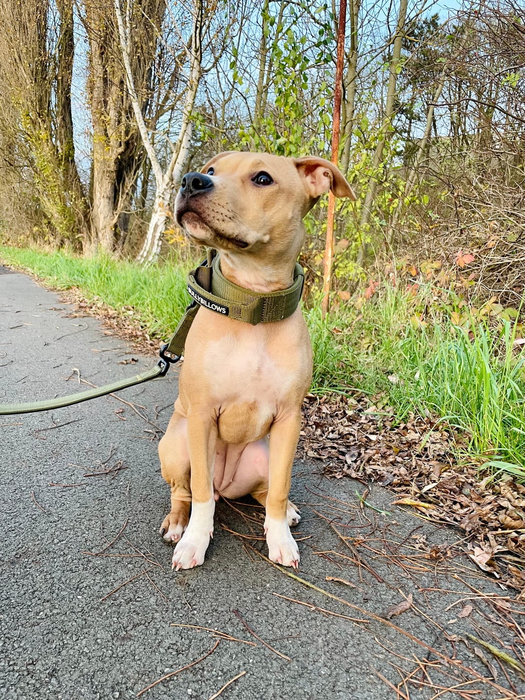Customer photo review of 4cm Pin Buckle Collar | With Handle -  Khaki