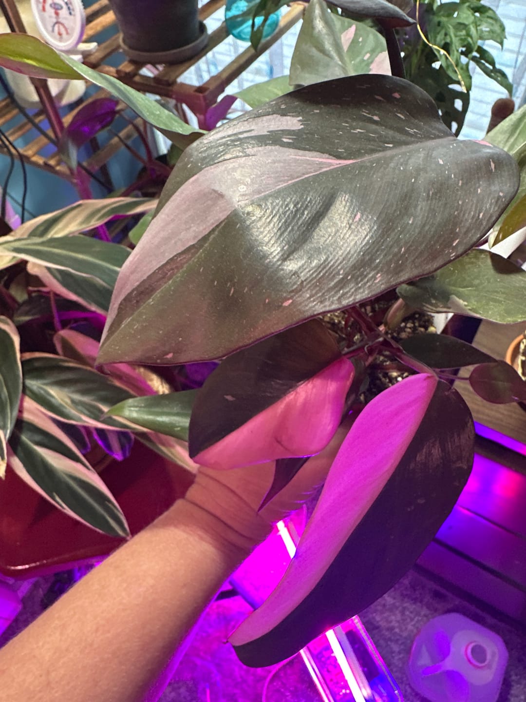Customer photo review of Philodendron Pink Princess - 4"