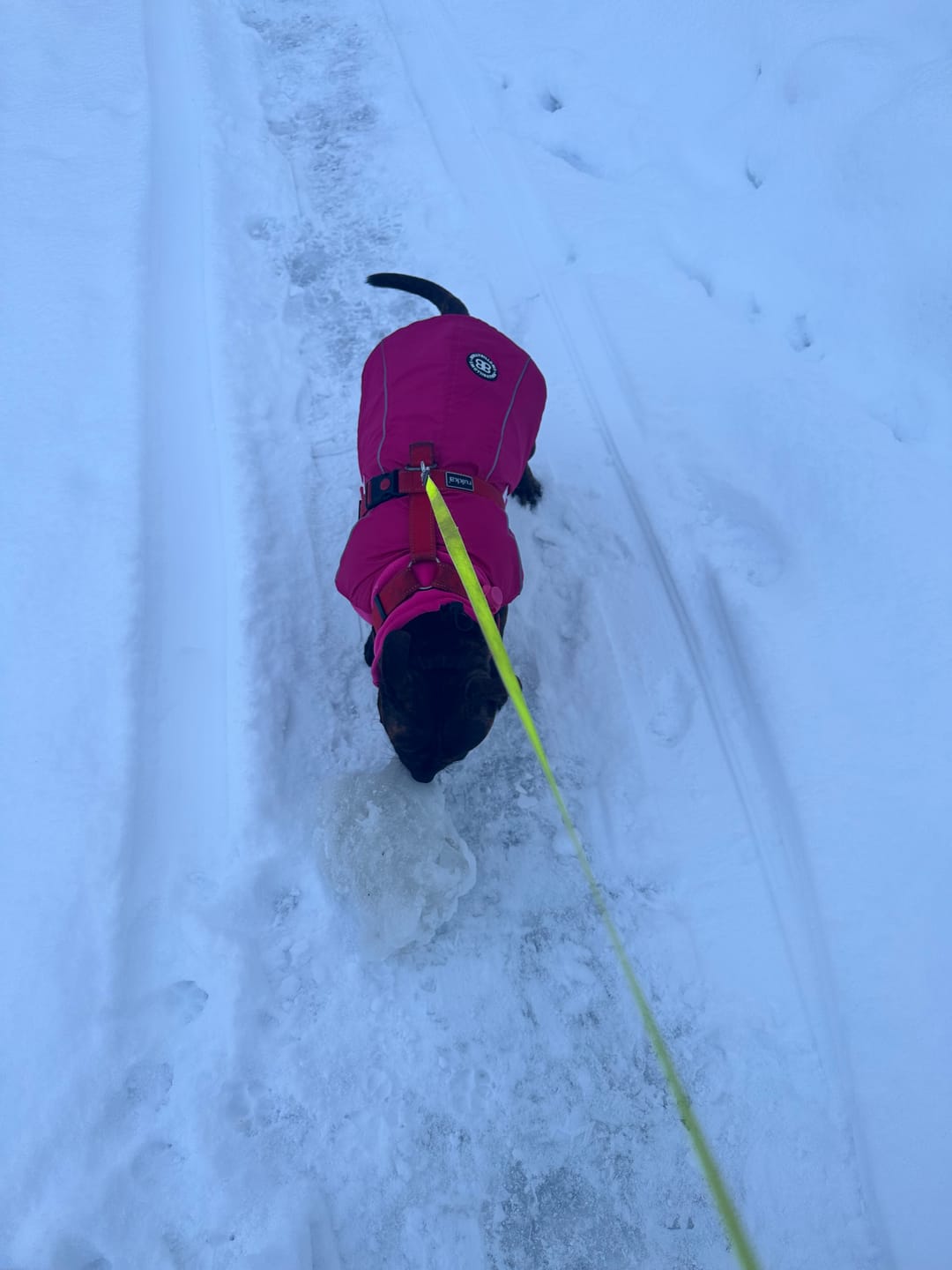 Customer photo review of Dog Coat With Zip - Shower Proof - Carminerose