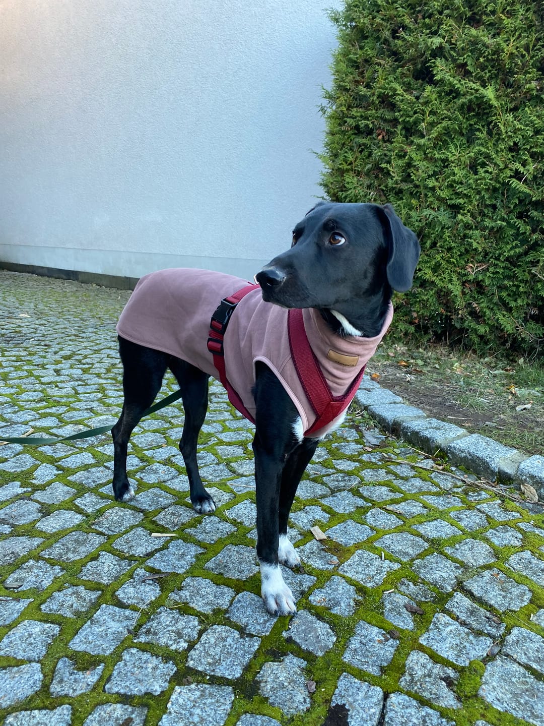 Customer photo review of Windhundgeschirr FUN "Bordeaux"