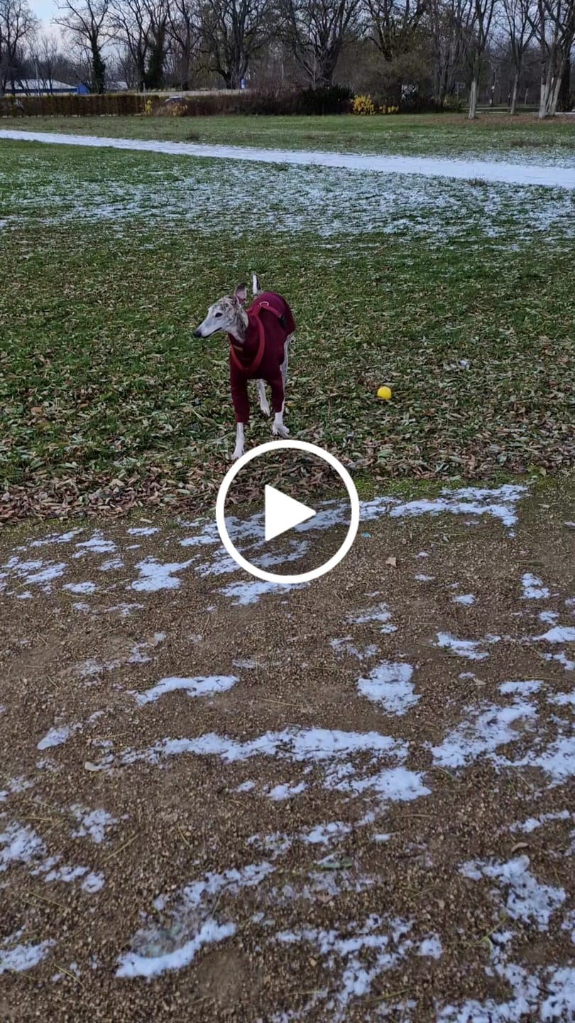 Customer video review of Aspen "Bordeaux"