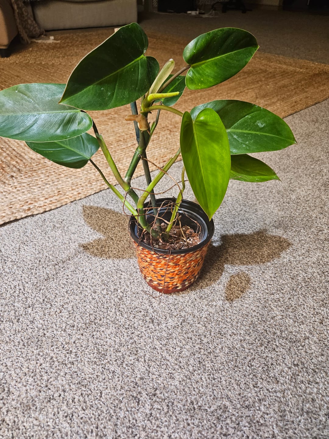 Customer photo review of Philodendron 'Emerald Queen'