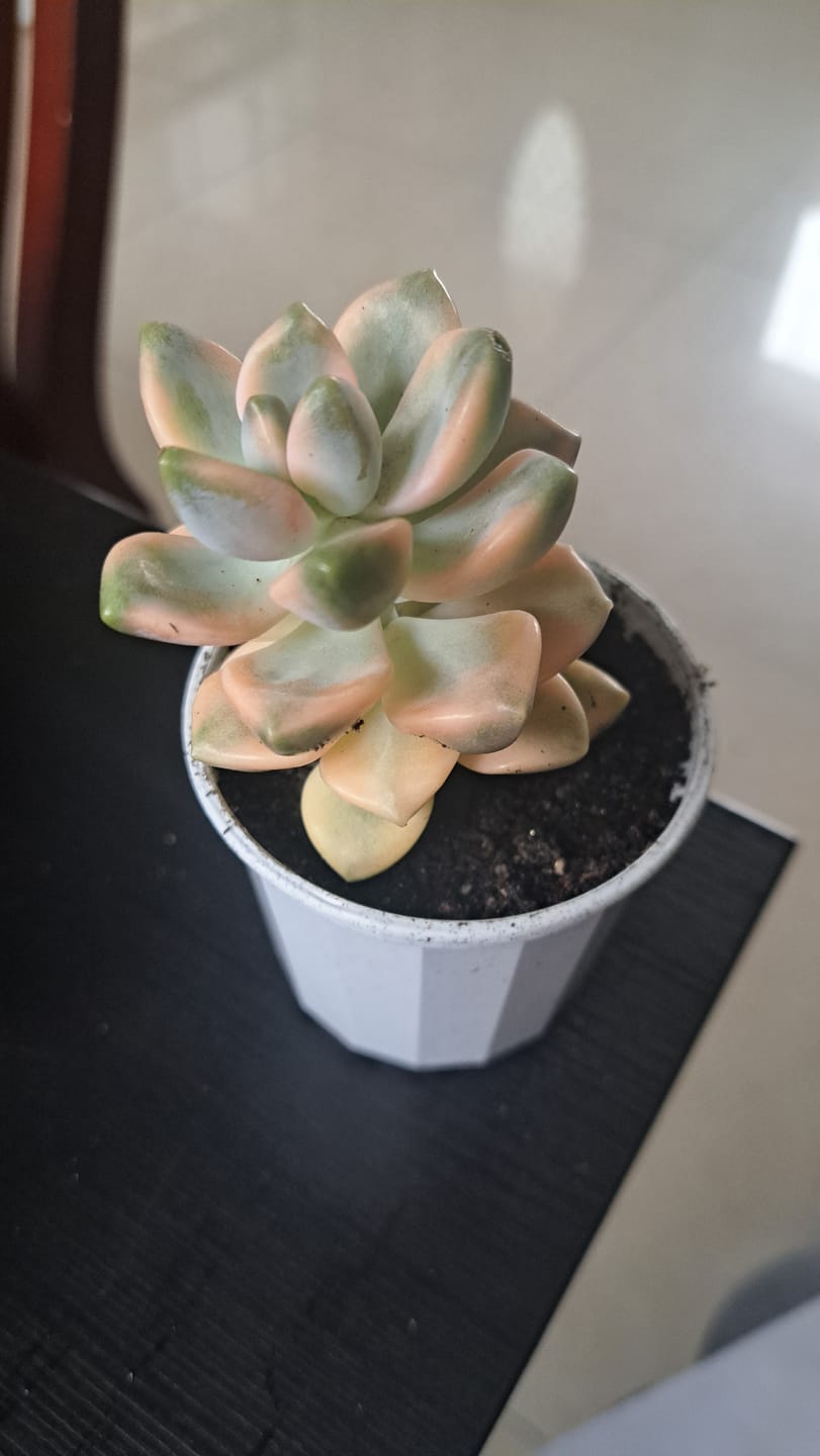 Customer photo review of Decorative Pot 73mm White Granite - Qty 20
