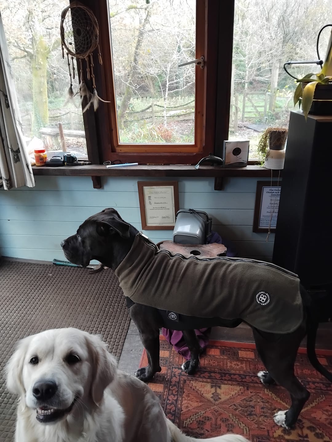 Customer photo review of Dog Fleece With Zip - Khaki