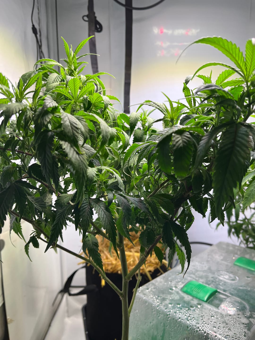 Customer photo review of Hanfsteckling | Agent Orange