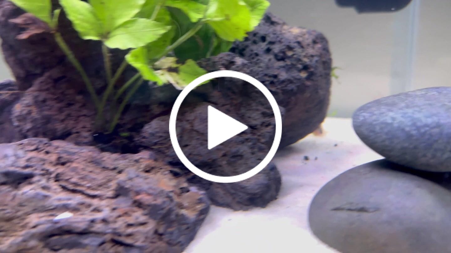 Customer video review of Panda Cory Catfish