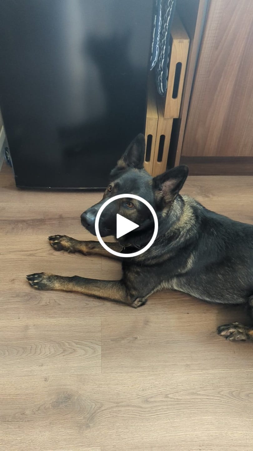 Customer video review of Scottish Salmon Dry Food
