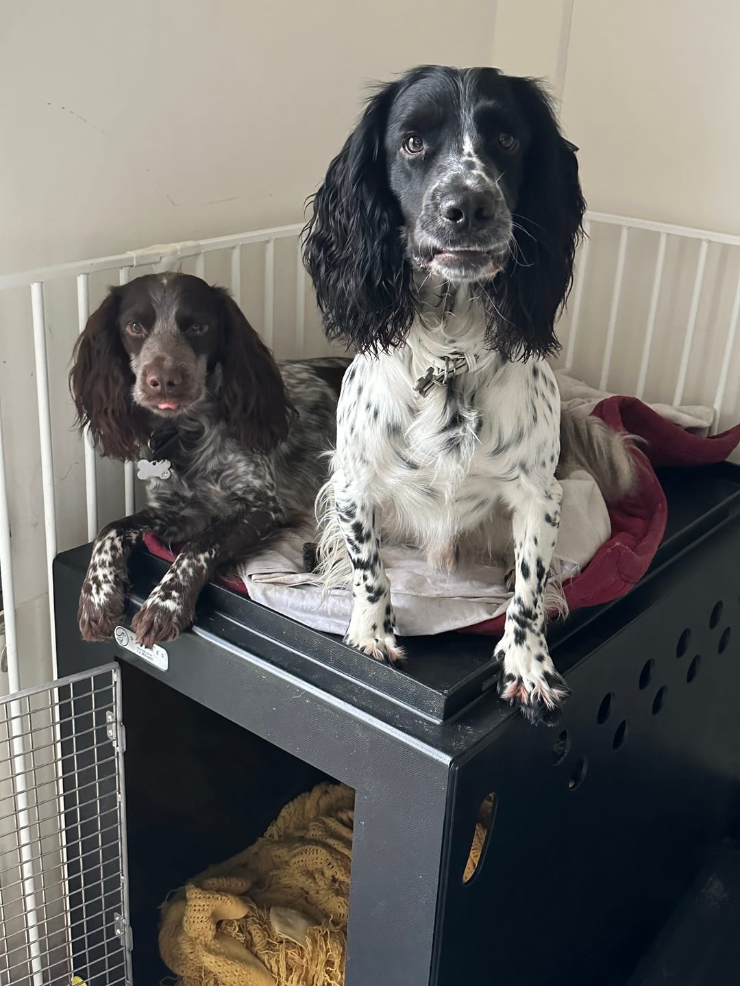 Customer photo review of DT Box Dog Car Travel Crate - The DT 600