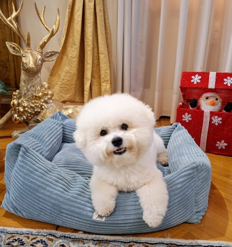 Customer photo review of Divanetto Velluto a Coste Celeste