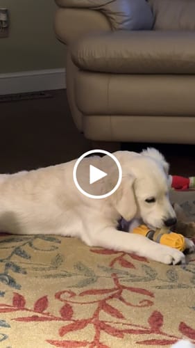 Customer video review of SAFE DOG CHEW HOLDER
