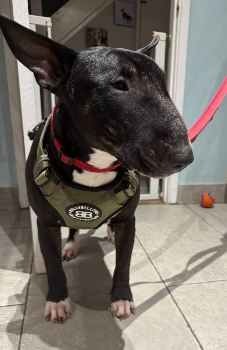 Customer photo review of Comfort Premium Harness | Non Restrictive - Khaki
