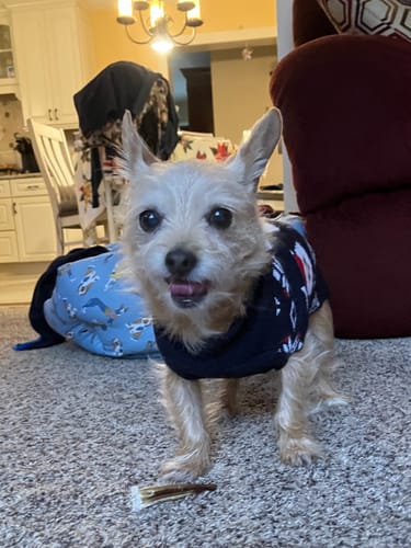 Customer photo review of 6" Thin Bully Stick