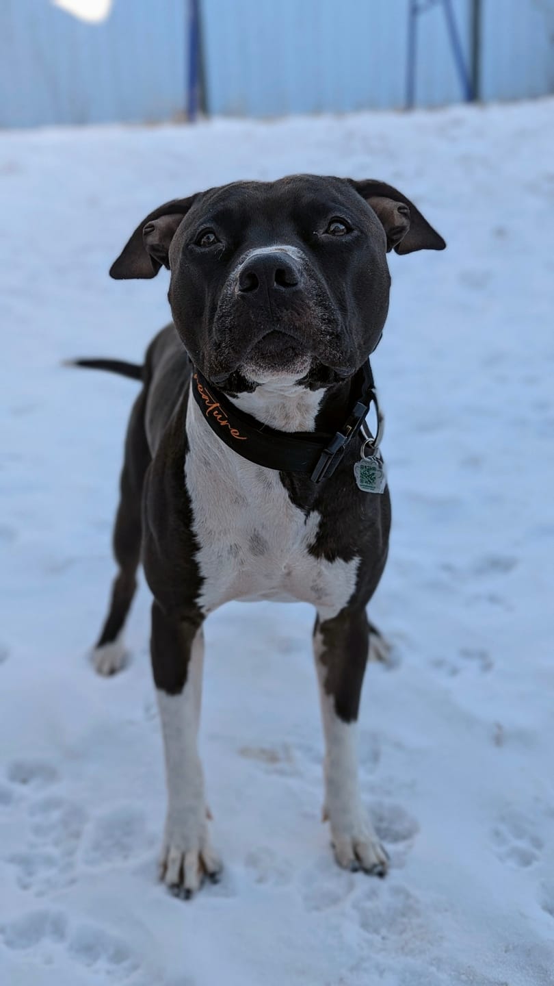 Customer photo review of 1.5" Tacti Slim Dog Collar- Black