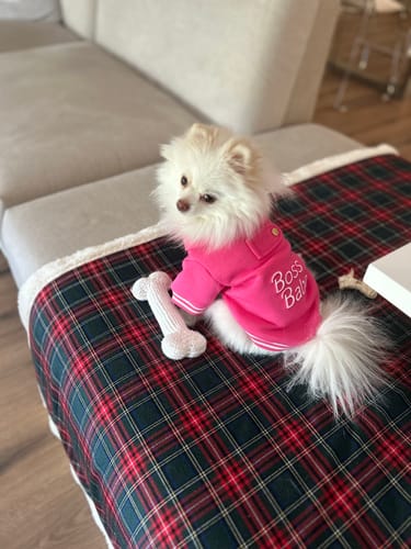 Customer photo review of Boss Babe Dog Sweatshirt