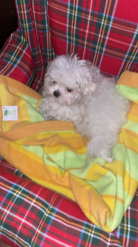 Customer photo review of Seggiolino Auto Cotone Scozzese Rosso