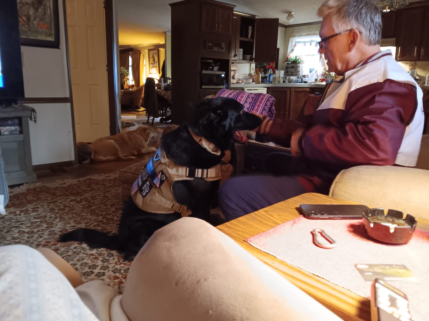 Customer photo review of Hook & Loop Patch Variety Bundle For Harness (Pack of 12)