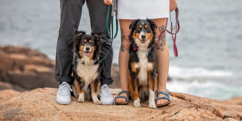 Customer photo review of Biothane Traffic Handle Dog Leash