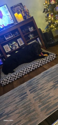 Customer photo review of STRAWBERRY YAK CHEWS