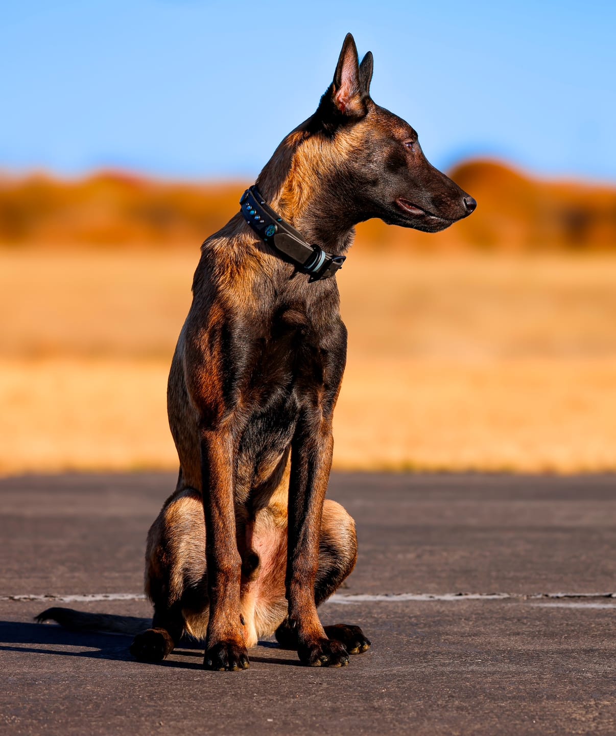 Customer photo review of The 'Bodhi' Collar