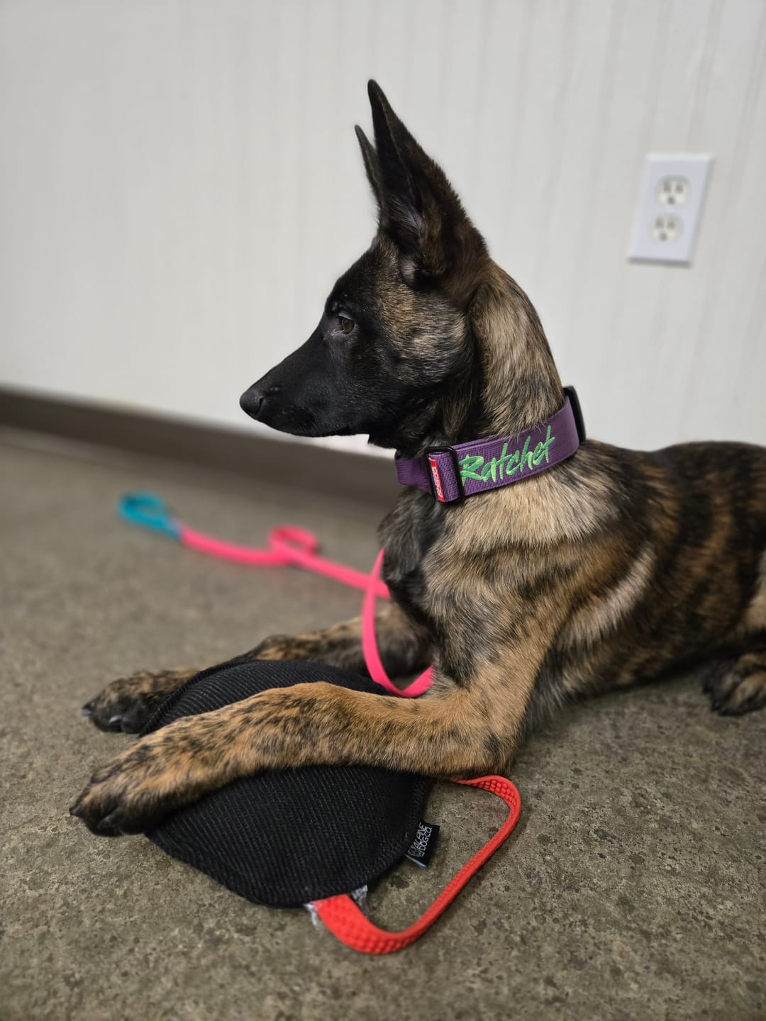 Customer photo review of 1.5" Tacti Slim Dog Collar - Grape