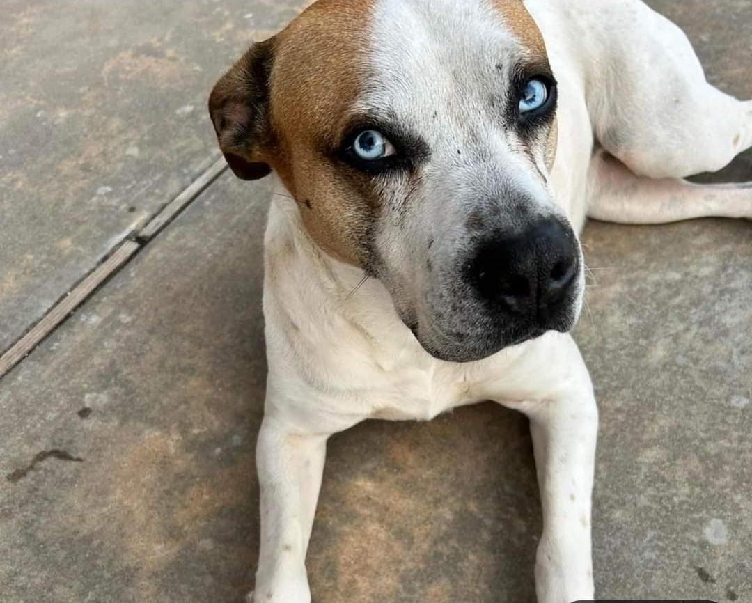 Customer photo review of Natural Dog Food Samples
