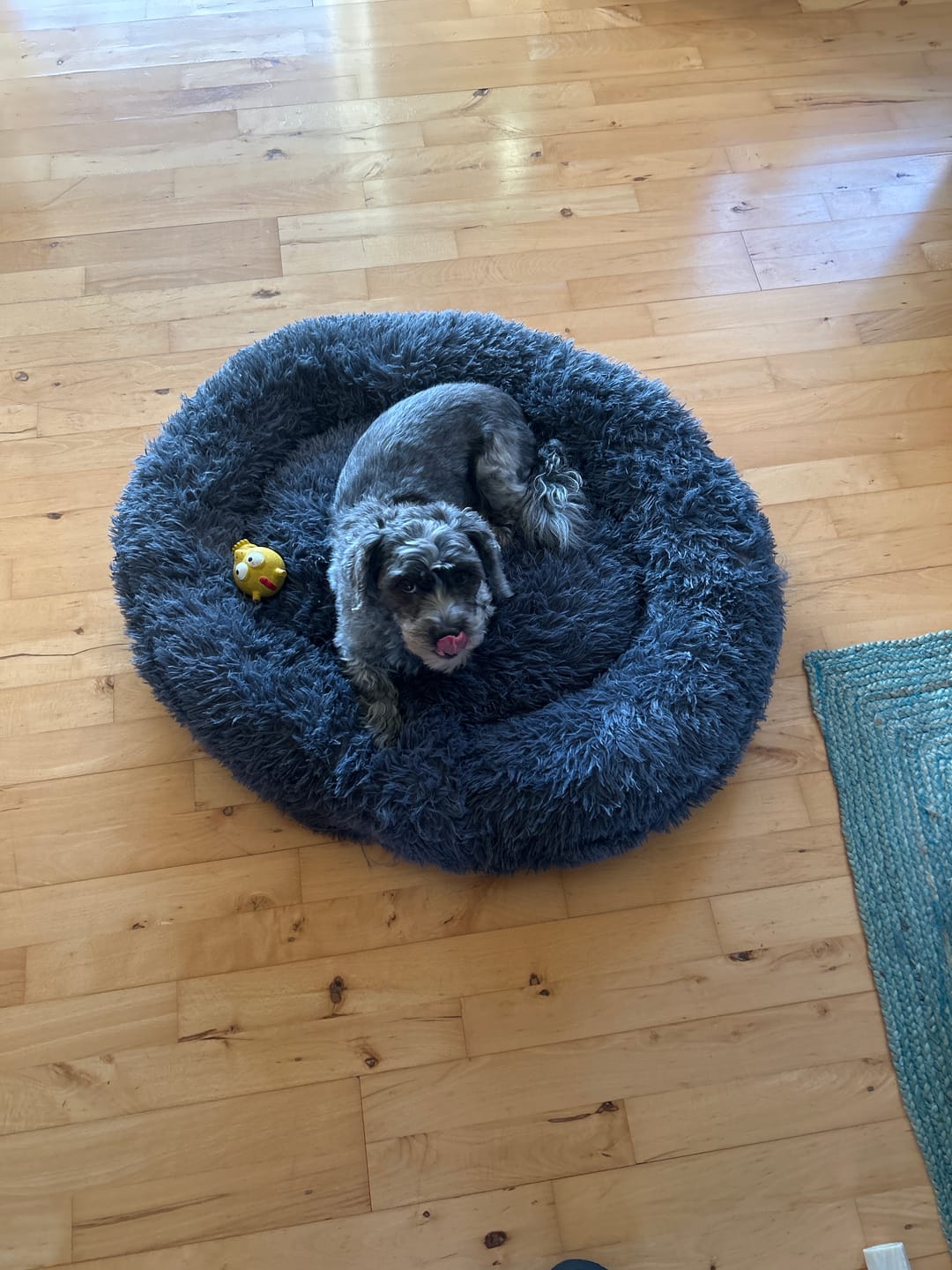 Customer photo review of THE ORIGINAL - Donut hundeseng (graphite)