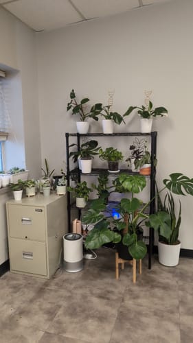 Customer photo review of Houseplant Pest Spray