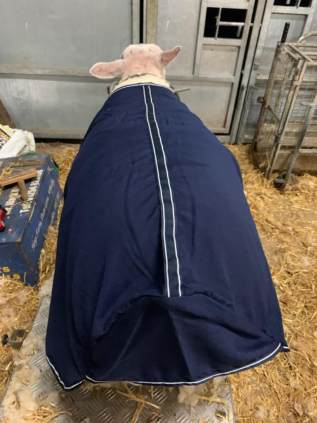 Customer photo review of Travel & Show Sheep Coat