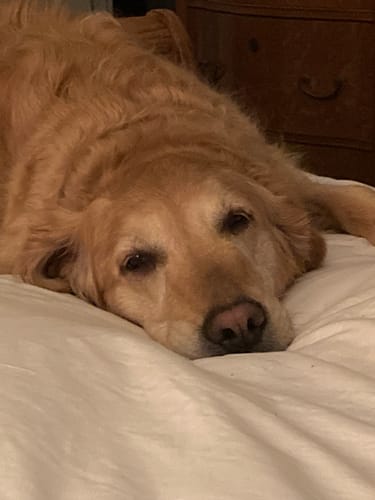 Customer photo review of Itch & Allergy