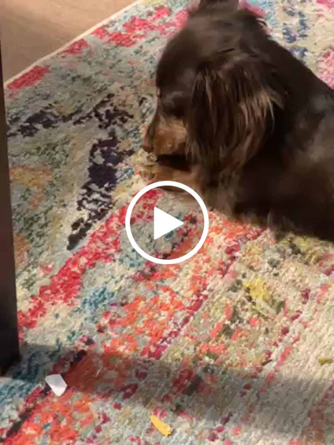 Customer video review of 6 Inch Standard Braided Bully Stick