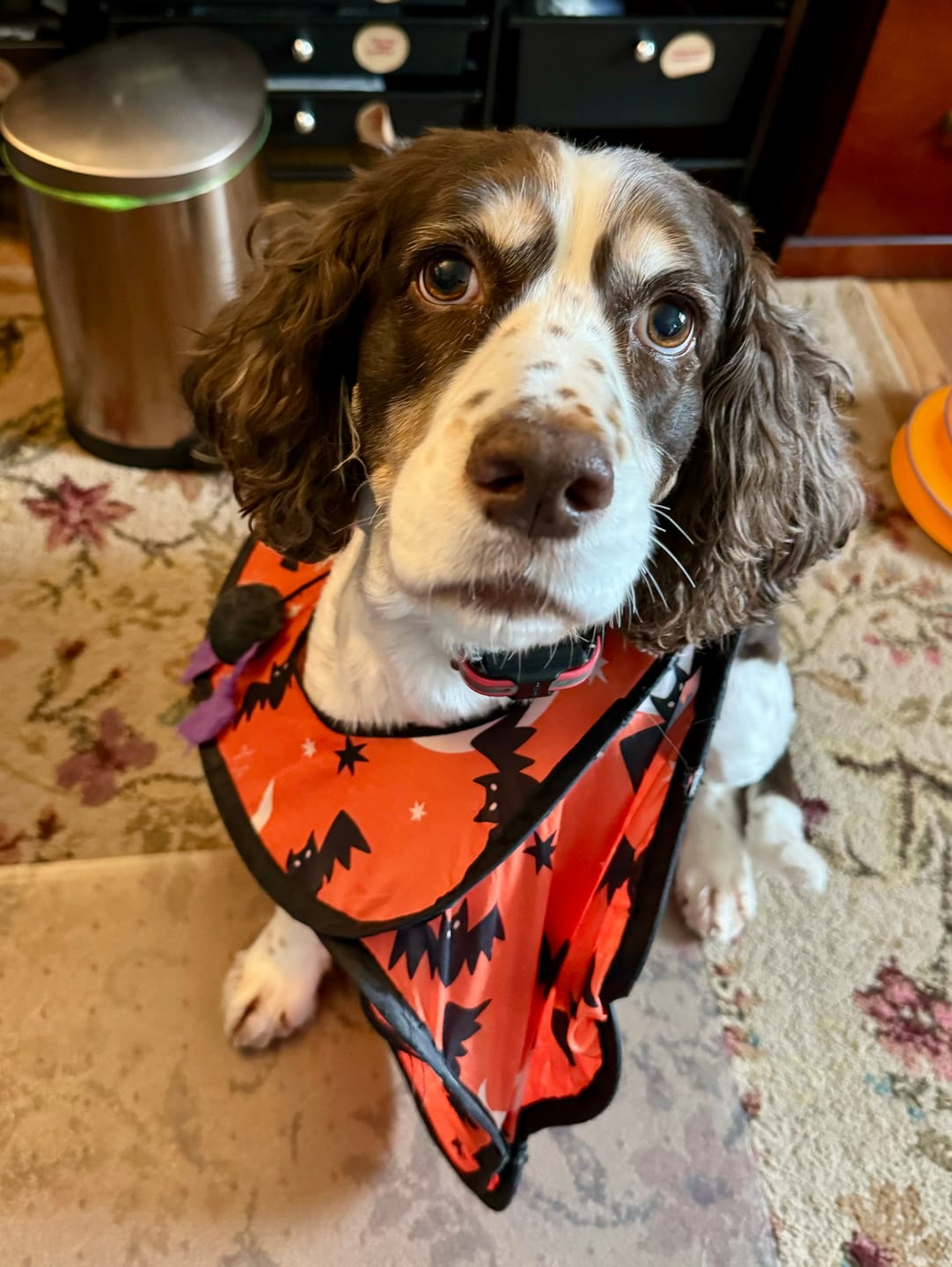 Customer photo review of Doggie Greens
