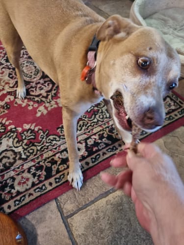 Customer photo review of Kangaroo Tendons - Natural Dental Chews!