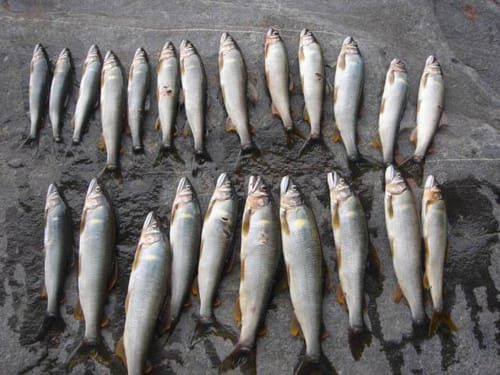 Customer photo review of Kanama Smart Fishing Light