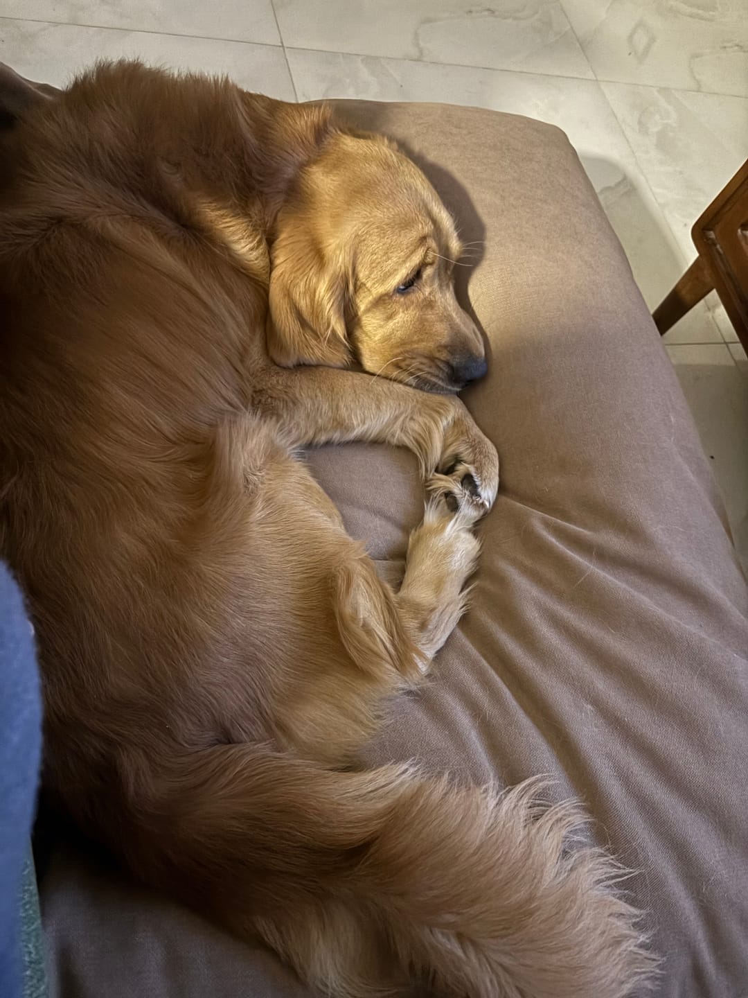 Customer photo review of Rito- Large Pets Cushion for Dogs & Cats
