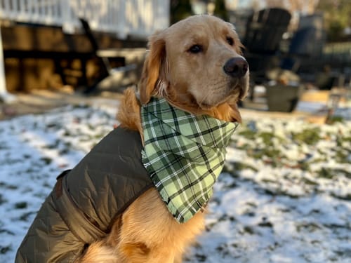 Customer photo review of Quilted Vest with Berber Fleece