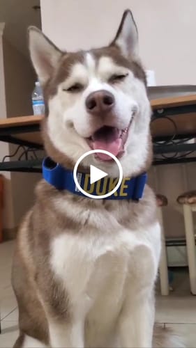 Customer video review of Blue Bully Proof Collar