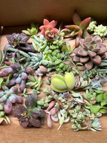 Customer photo review of Assorted Succulent Cuttings