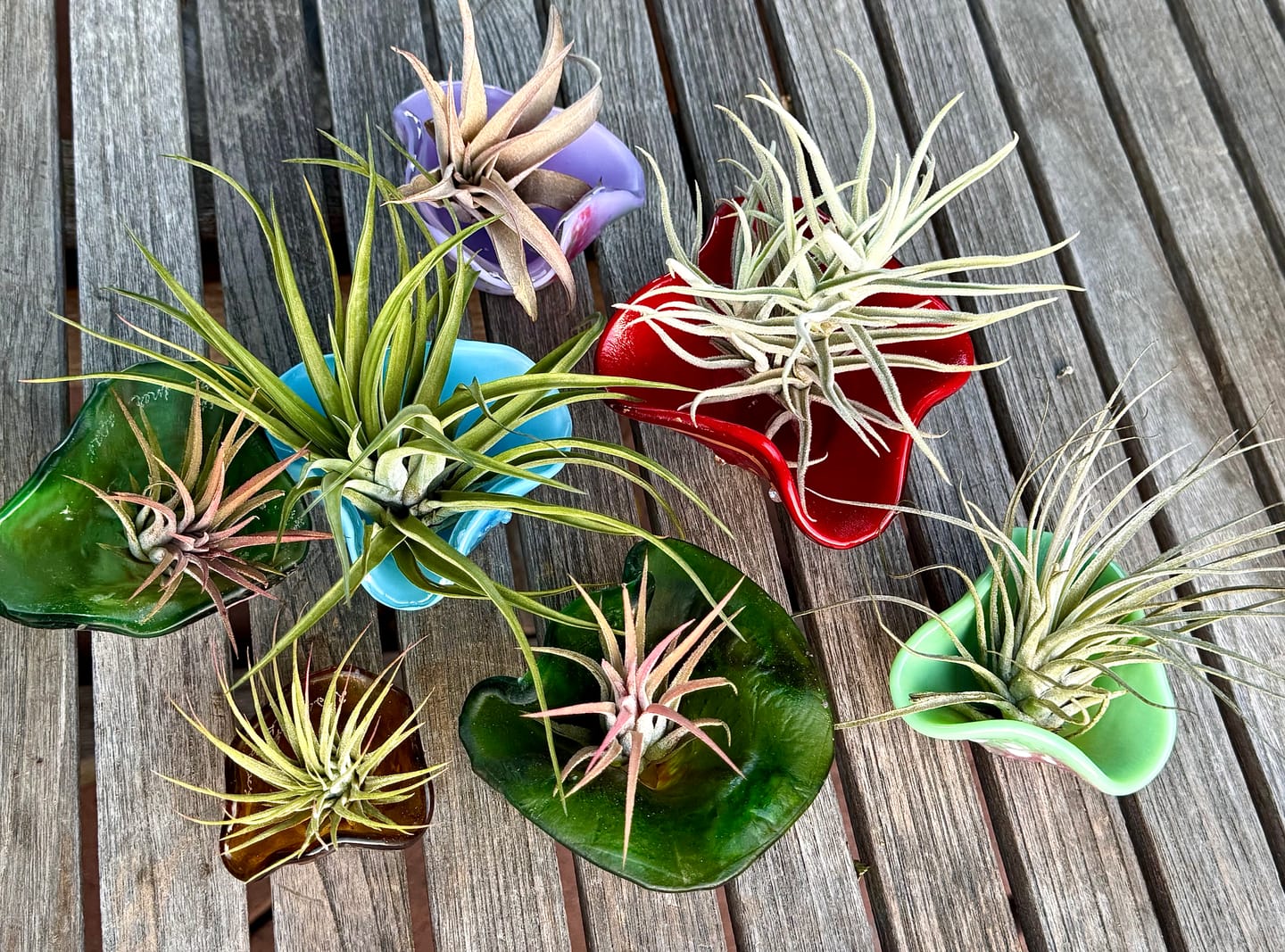 Customer photo review of Wholesale Ionantha Guatemala Medium  (Minimum Order 10)