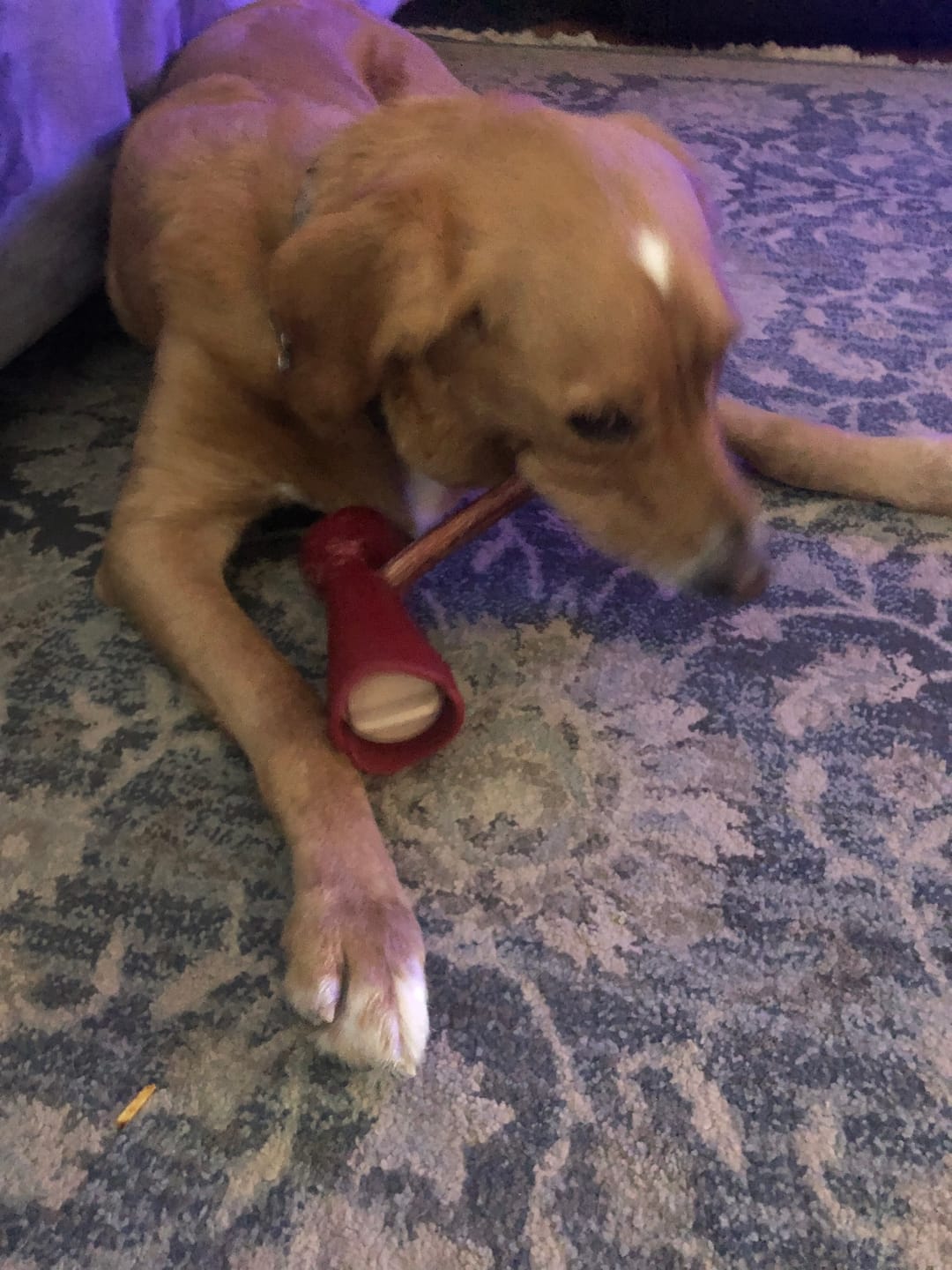 Customer photo review of 6 Inch Monster Braided Bully Stick