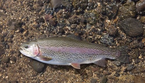 Customer photo review of Kanama Smart Fishing Light