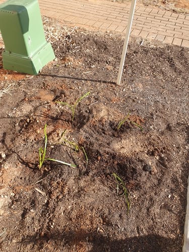 Customer photo review of Kangaroo Paw 'Amber Velvet' PBR - Anigozanthos x Hybrid