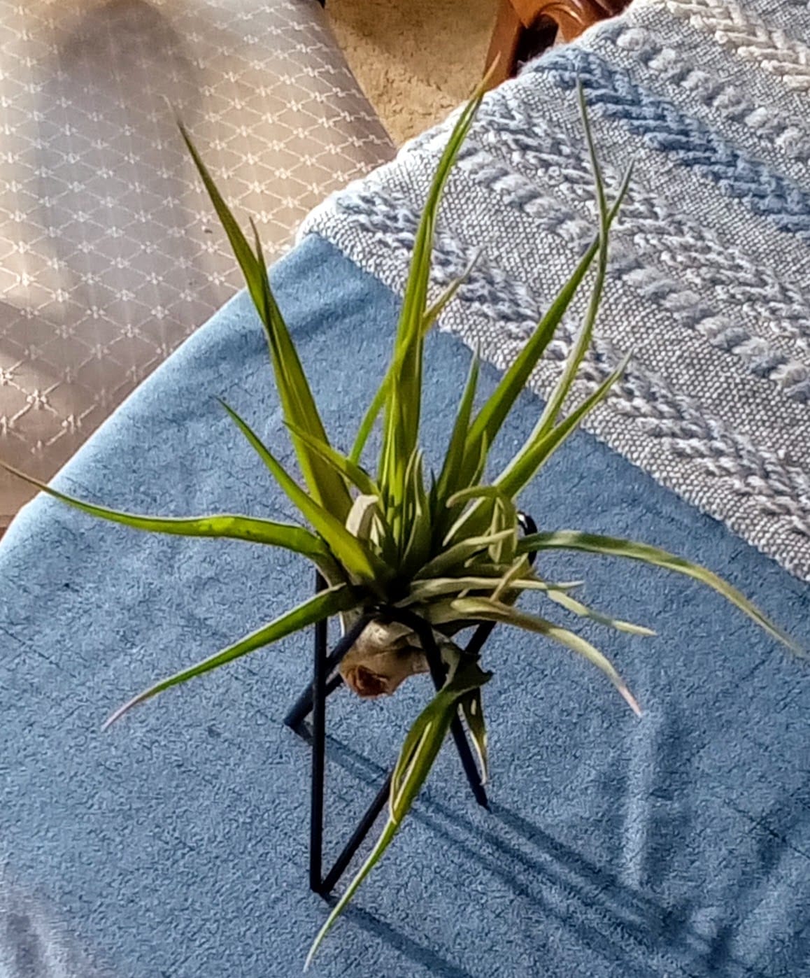 Customer photo review of Tectorum Ecuador  (AKA Snowball)