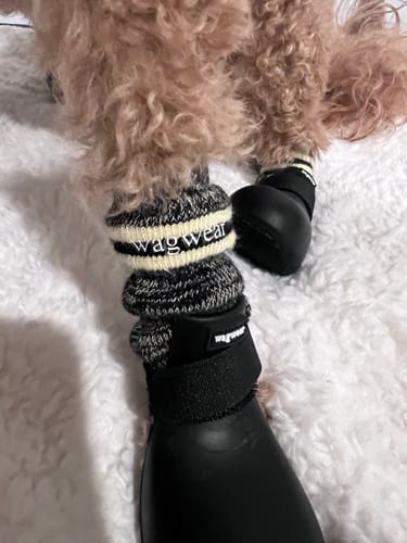 Customer photo review of WagWellies® by wagwear