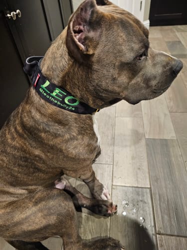 Customer photo review of 2" Tacti Luxe Dog Collar - Gold Camo