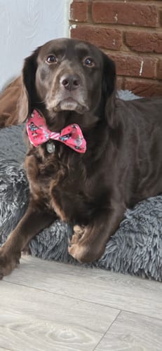 Customer photo review of Disney© Bow Tie -  Minnie's Christmas