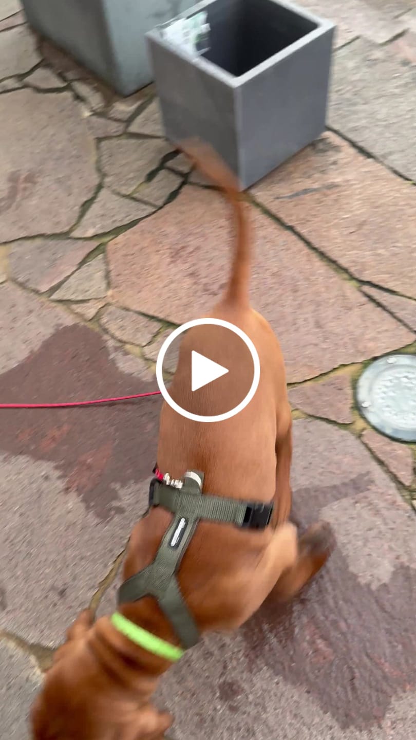 Customer video review of Windhundgeschirr FUN Welpe/Windspiel "Mountain Green"