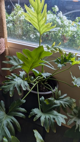 Customer photo review of Houseplant Pest Spray